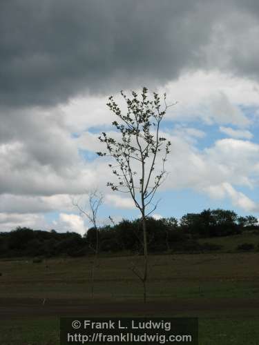 Lough Nasool Drained (2006)